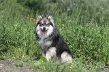 CHIEN FINNOIS DE LAPONIE 182